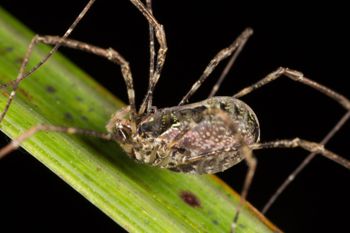 Media type: image;   Invertebrate Zoology 133326